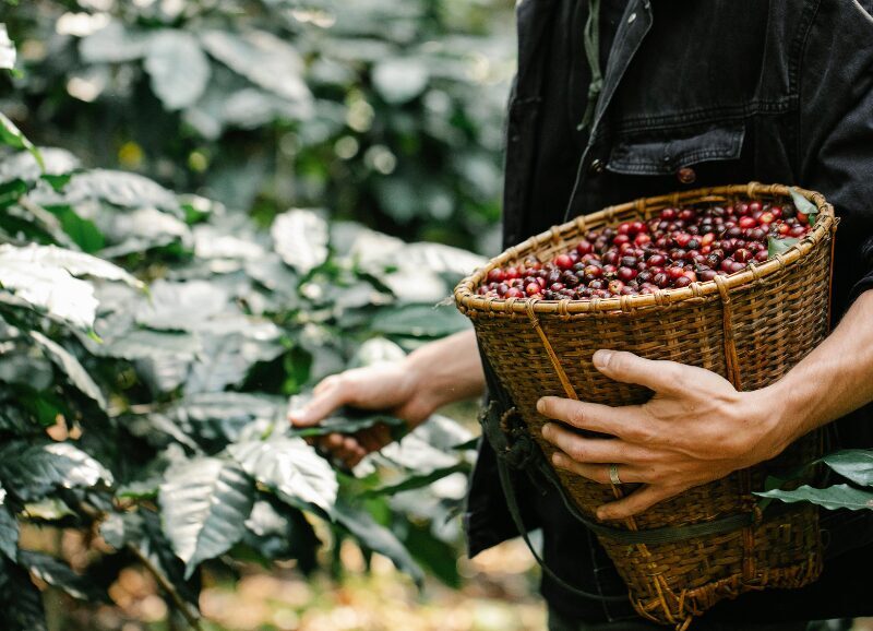 Tour del Café: Experiencia Finca Cafetera