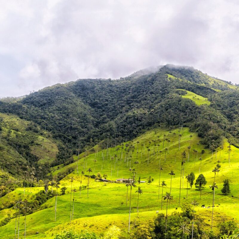 Tour Eje Cafetero Colombia, Disfruta 4 días y 3 noches