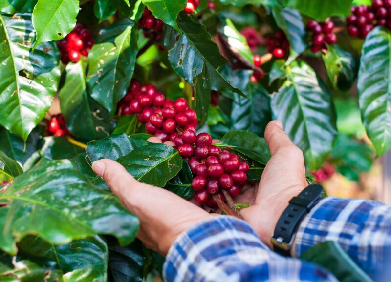 Plan Eje Cafetero Tradicional 4 días y 3 noches