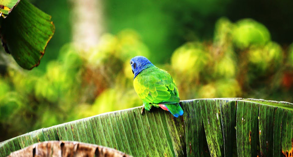 aves del eje cafetero - Eje Cafetero Colombiano