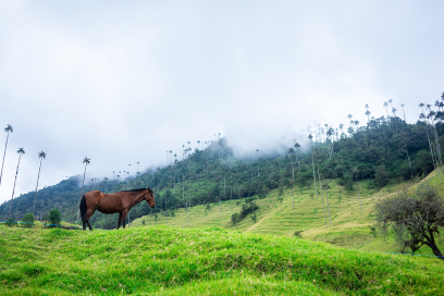 Caminata Valle del Cocora - Planea tu viaje a Colombia - ColombiaTours.Travel