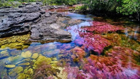 Caño Cristales Meta - Viajar a Colombia