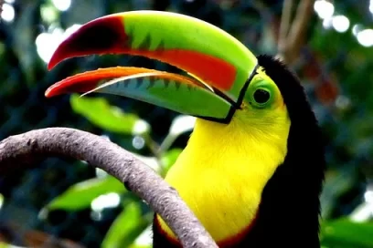 toucan 4240727 340