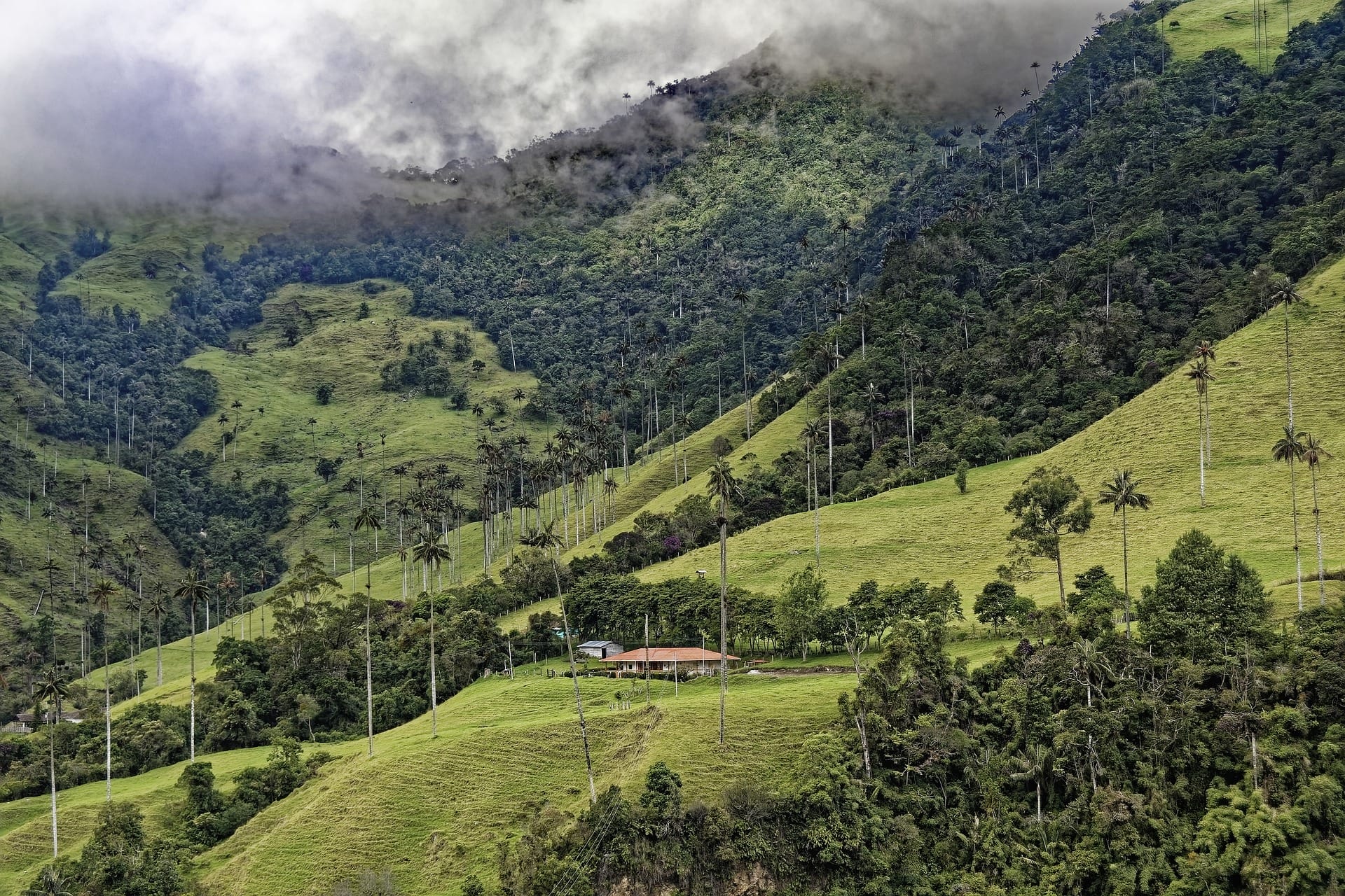 Valle del Cocora, Eje Cafetero