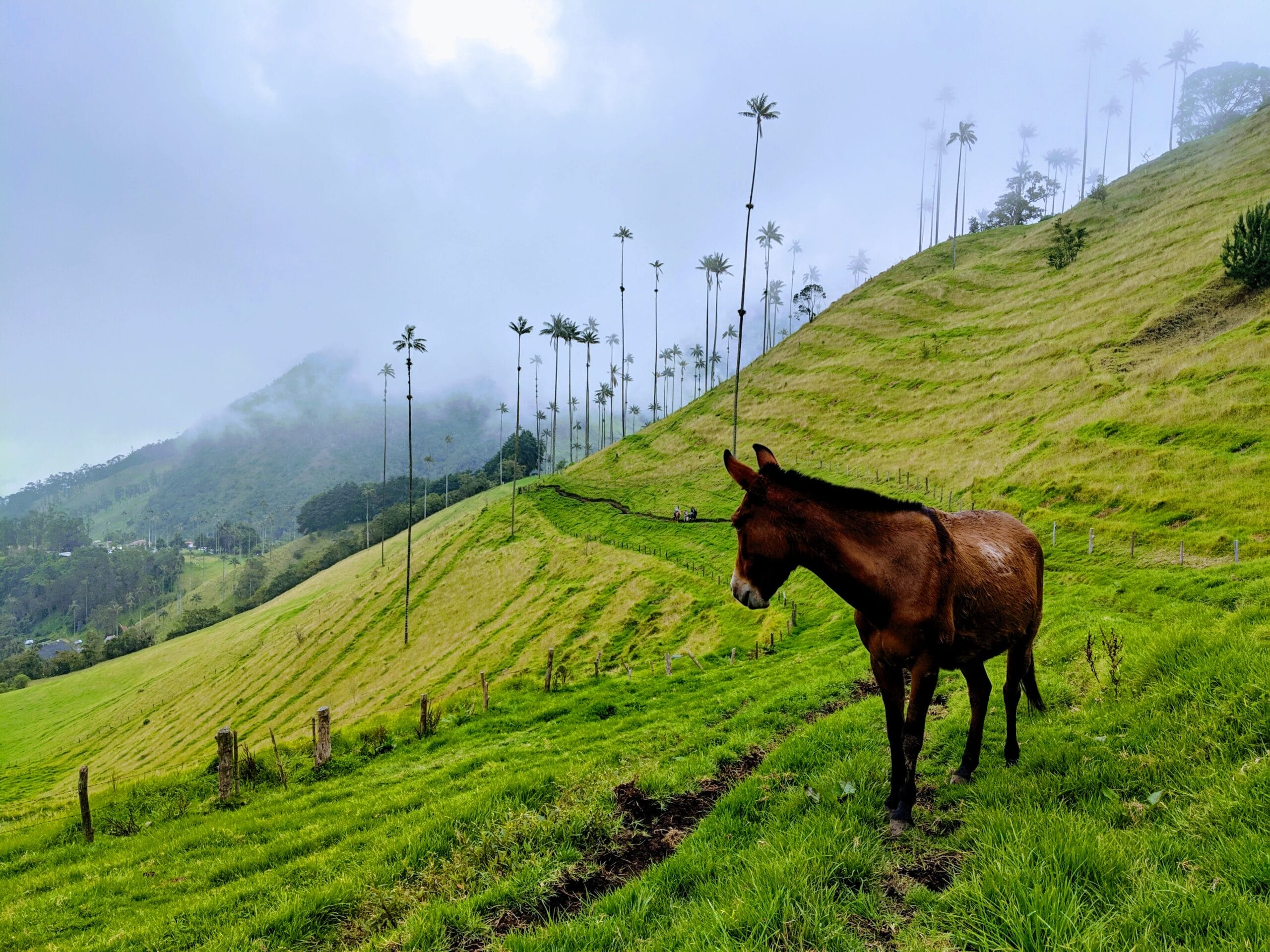 pexels-dominik-simecek, Valle del Cocora, Eje Cafetero