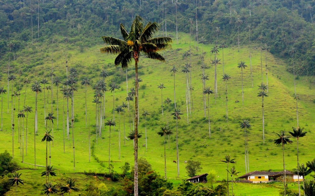Palma de cera del Quindio | Arbol Nacional de Colombia Valle… | Flickr