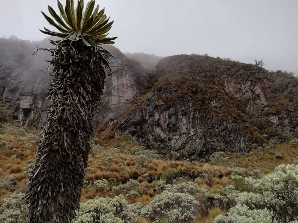 FotografíaNevado Santa Isabel - Parque Natural los Nevados - Colombia - Trekking - Alta Montaña (31) - Nevado Santa Isabel - Parque Nacional Natural los Nevados - Colombia -