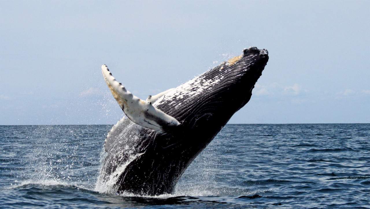 Ballena Yubarta - Nuqui Choco - Pacifico Colombiano - Planes Turísticos - ColombiaTours