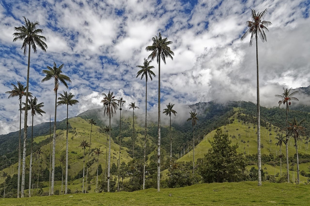 Colombia, El Bosque De Palmas, Palmeras