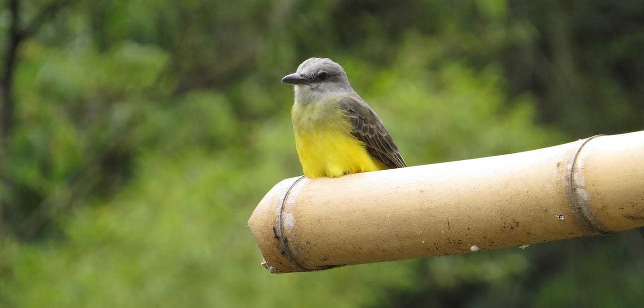 Fotografía Naturaleza, Ave, Pajaro, Salento Quindío