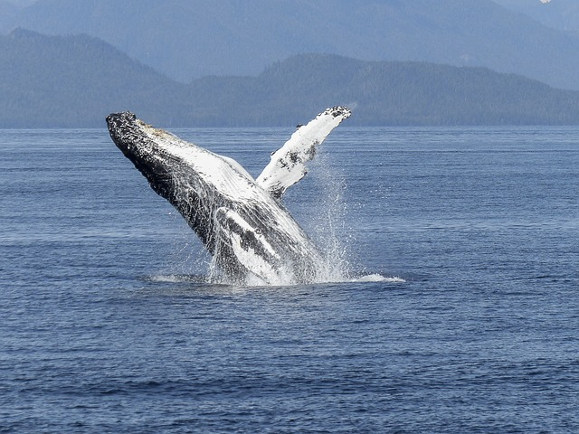 Ballenas