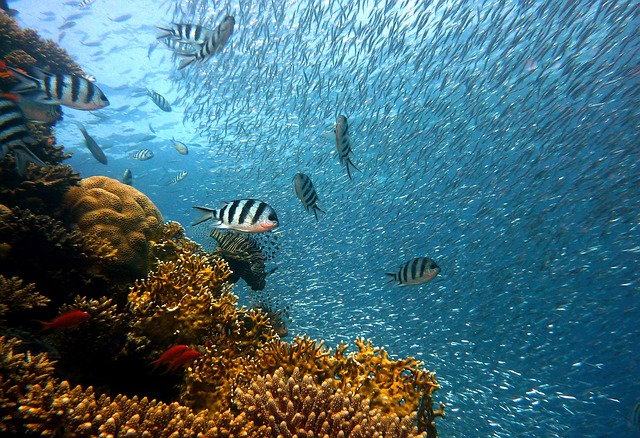 Ver en san Andrés, coral