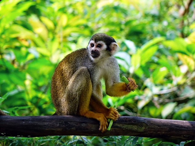 squirrel monkey 505191 640