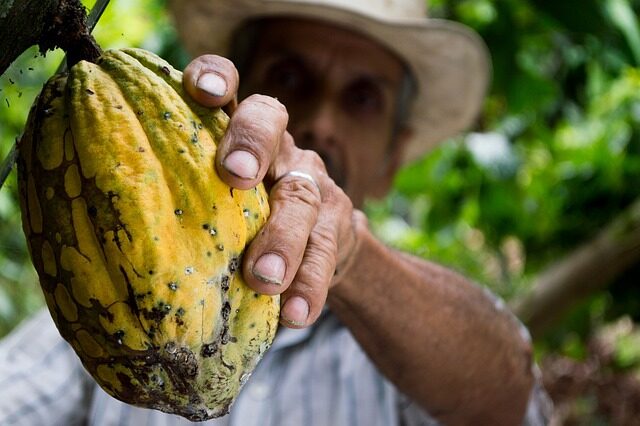 cocoa, men, colombia