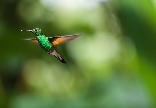 hummingbird, bird, trochilidae