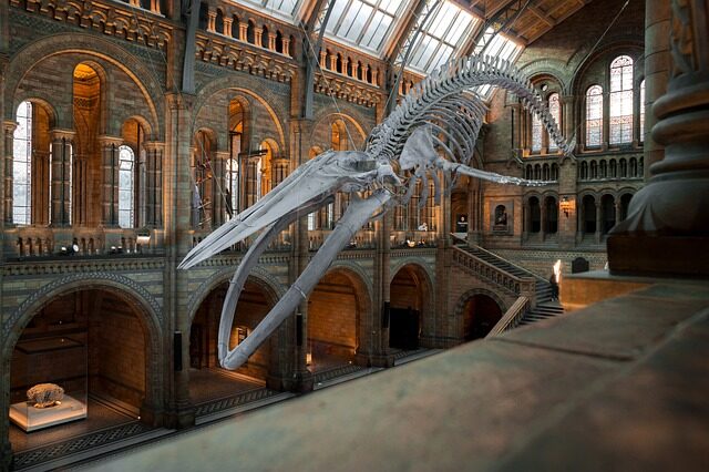 national history museum, blue whale skeleton, exhibition
