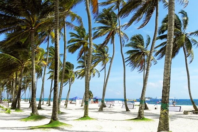 palms, palm tree, sunny