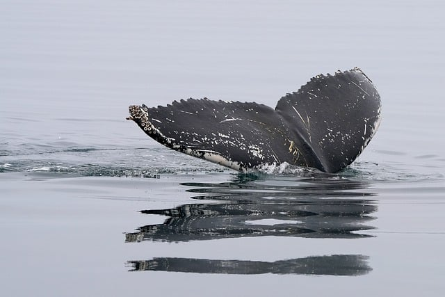 whale, humpback whale, tail fin, ballena