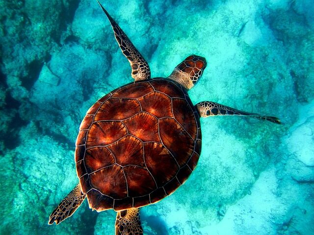 sea, turtle, diving