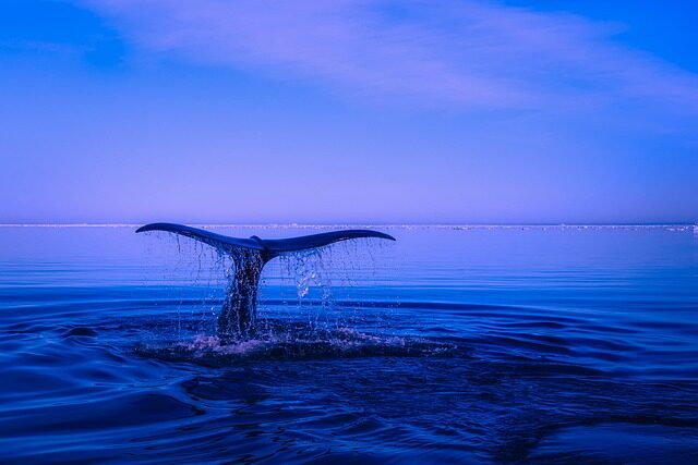 sea, humpback whale, nature