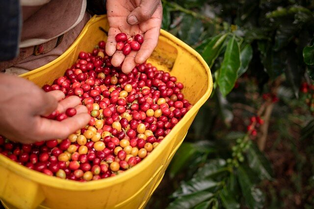 farming, coffee, colombian coffee