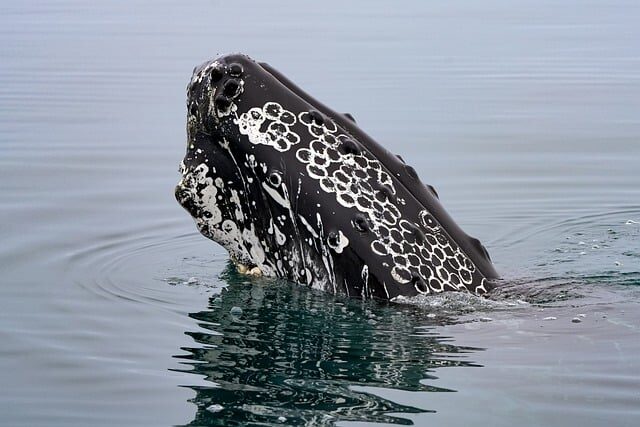 humpback whale, ocean, iceland