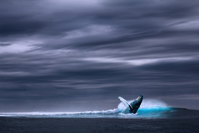 ocean, blue whale, sea, ballena